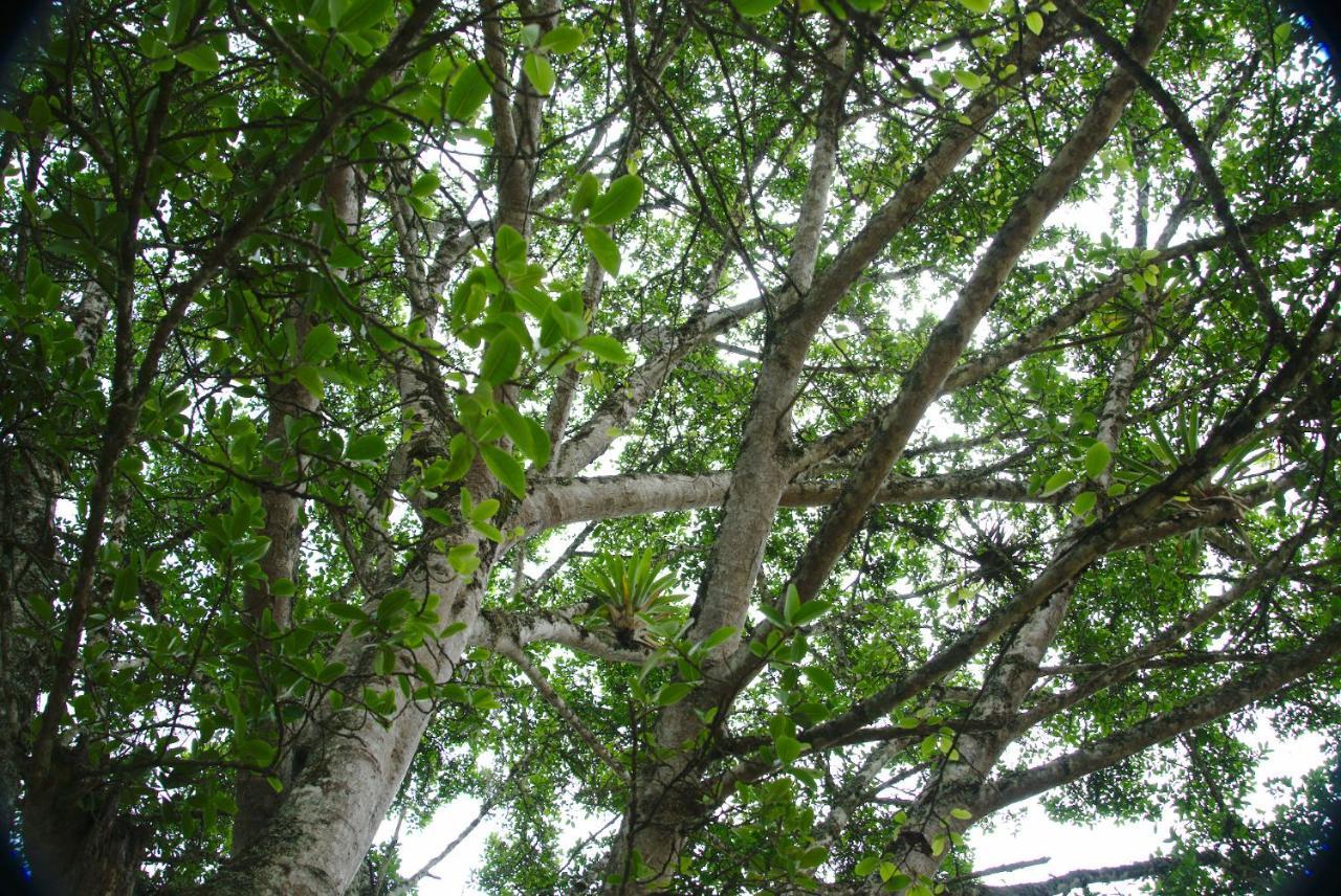 Finca Umnisa - Чоачі Екстер'єр фото